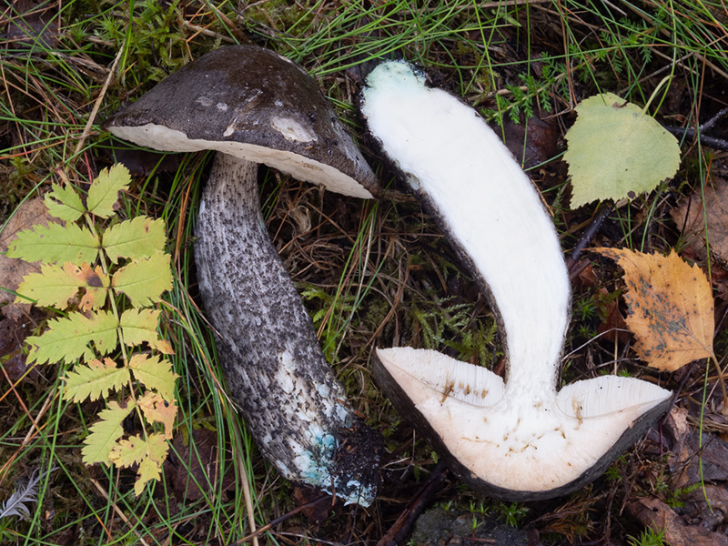 Leccinum variicolor